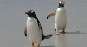 Gentoo penguins